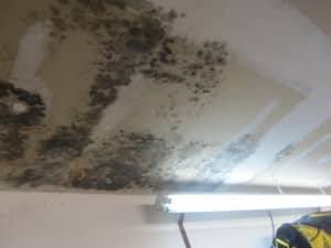 Mould Growth on Ceiling