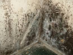 Mould Growth on Wall