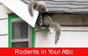 Rodents-in-Your-Attic